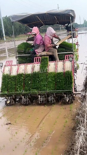 371 reactions | yanmar 8 rows paddy transplanting machine  . . . . . . . . . . . #yanmar #dhankiropai #farmequipment #agriculture #farming #paddytransplanter #ricetransplanters #farmer | 혽홡홪홚 혾홝홚홢홥 | Facebook