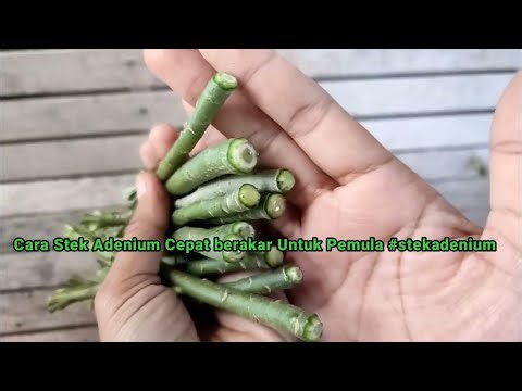 Cara Stek Adenium Cepat berakar Untuk Pemula #stekadenium #adenium