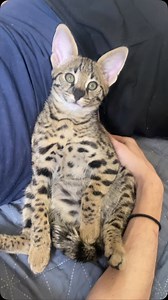 Meet Thor, the F1 Savannah kitten who is nothing short of a living masterpiece. From the moment he enters a room, he captivates with his regal stance, his sleek golden coat adorned with bold, inky black spots that tell the story of his wild ancestry. His eyes—an otherworldly shade of green—hold the mystery of the savanna itself, intelligent and inquisitive, always observing, always thinking. But Thor is more than just breathtaking looks. He is a force of nature wrapped in velvet, a playful spiri