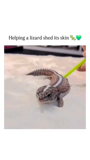 Ze_ntix on Instagram: "- The video depicts a person using a straw to blow air under a leopard gecko's partially shed skin, inflating it like a balloon to detach the old layer, a technique shared for its visual appeal but absent from expert reptile care guidelines like those from PetMD, which emphasize humidity control over manual aids. - Reptile shedding is a natural process lubricated by the animal's saliva and environment; interventions like air inflation risk incomplete sheds, infections, or