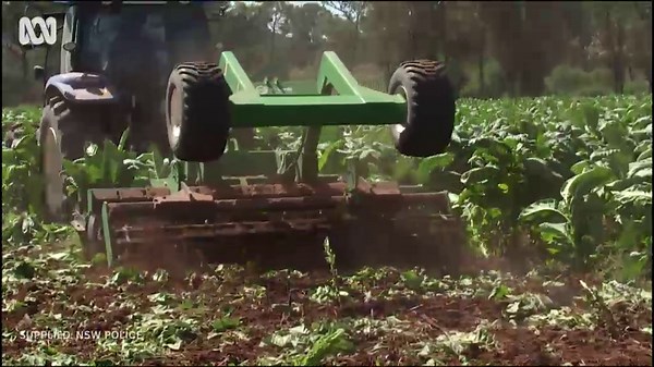 Police destroy $20 million illegal tobacco plantation in central west NSW