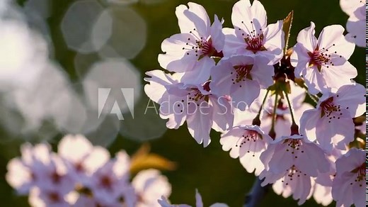 Beautiful blossoms of cherry trees in bloom during sunset creating a serene atmosphere
