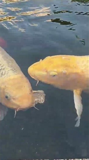 The fish swims freely #koi#錦鯉#觀賞魚#魚#fish#aquarium#fishkeeping#outdoorpond@MyFootprints離家出走