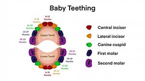 First Tooth Child Baby Teeth Primary Stock Footage Video (100% Royalty-free) 3469758821 | Shutterstock