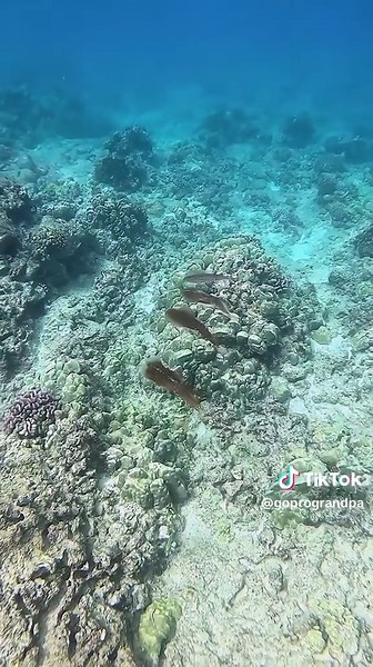 Amazing Facts about Bigfin Reef Squid