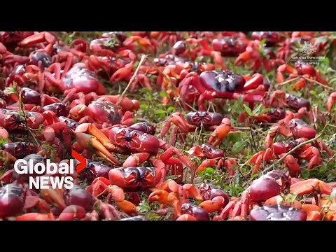 Millions of red crabs begin annual migration on Christmas Island