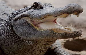 Alligators Vs. Sharks: Research Shows Which Species Wins Epic Creature Showdown