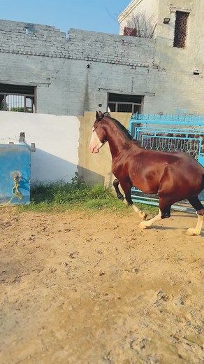 #foryoupage #Hussnainbabka #trend #love❤️