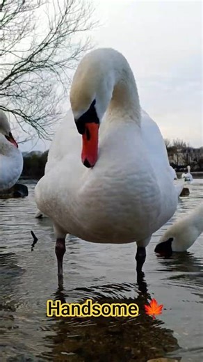 This Swan Drinks Water in the Funniest Way 😂🦢