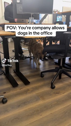 Should Dogs Be Allowed in the Office?