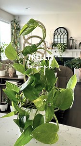 Feeling overwhelmed by the abundance of DIY stake and trellis tutorials out there? 🌿 Fear not, I've got something for you! With its chic wooden design, this trellis not only supports my Pothos but adds a touch of rustic charm to its surroundings. It’s like giving my plant a stylish makeover! Whether your plant needs a little extra guidance or you want to add some flair to your space, this trellis is an absolute must-have. Plus, it’s equipped with a moisture-proof layer, keeping my Pothos thrivi