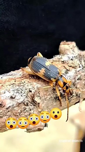 Ants fighting with a squirrel #ant #ants #nature #macro #insect #insect #insect #antkeeper #macrophotography #photography #naturephotography #antcolony #antsofinstagram #camponotus #antfarm #formicarium #queenant #insectsofinstagram #hormigas #antloveforever #myrmecology #bugs #ameisen #love #សត្វល្អិត #សត្វចិញ្ចឹម | Daniel Sombath