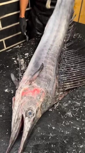 🤯カチカチ冷凍マグロを切る H☠️uge Frozen Tuna Cutting #フード #シーフード #マグロ #日本 #food #seafood #tuna #japan