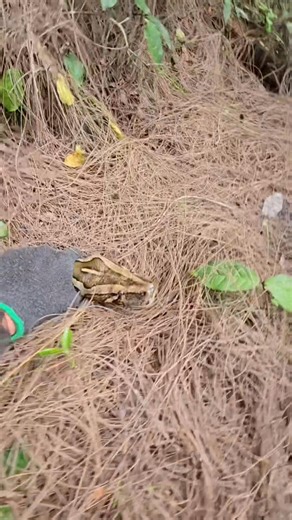 I am sharing this video again because of just how insane it was! I think about this moment all the time! Probably never ever see this scenario ever again! . #python #snake #wildlife #florida #nature | Snakeaholic