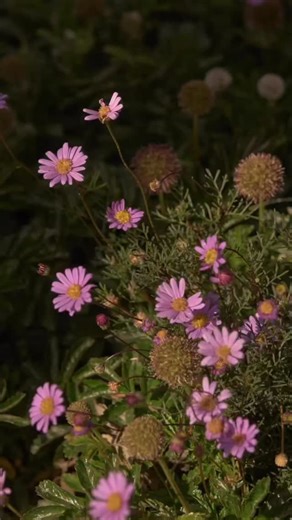 Phillip Withers on Instagram: "Spring Spotlight Series: Brachyscome multifida. This ground cover spreads out like a soft, colourful blanket. From spring right through summer, B. multifida keeps popping out bright daisy-like blooms, making every day look just a bit more joyful. Design & Horticulture @phillip_withers Photography @madeleineburke"