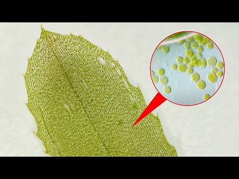 Elodea under the microscope | Cytoplasmic streaming in plant cells