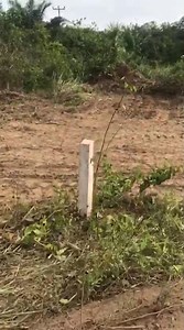 Pineapple Farm Build — Land Clearing to Planting 2