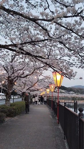 Chasing the light 🇯🇵❤️#japan #japanlife #love #viral #viralvideo #youtubeshorts #shorts #trending