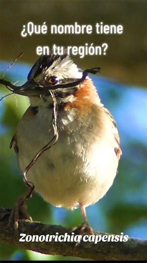 ¿Qué nombre tiene en tu región? #aves #naturaleza #ebird #wildlife #pajaritos