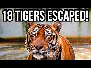 3 Of The Craziest Things That Have Ever Happened In Zoos - ESCAPES, ZANESVILLE, HARAMBE