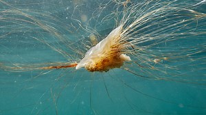 Will lion's mane jellyfish return to the South Shore this summer? A Maine institute is trying to track sightings