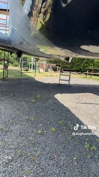 Did you know your dog’s nose can sniff out a single scent in a sea of smells? That’s why we LOVE scent detection! It’s fun, builds confidence, and gives even the busiest minds a job to do. Start small, watch your dog light up 🔍🐶 #ScentDetection #DogTraining #SniffGames #DogHampton #dogenrichment