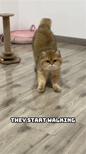 Why Cats Stretch Every Time They Wake Up