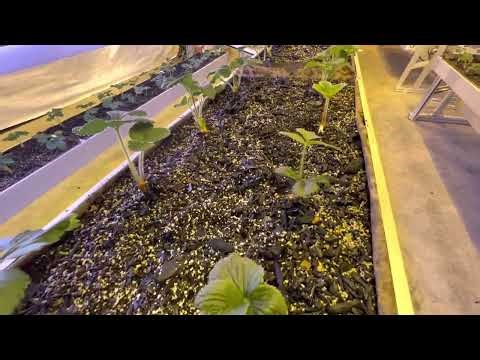 Commercial Vertical Strawberry Farm