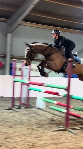 The Charming World of Eventing: Meet This Cute Horse