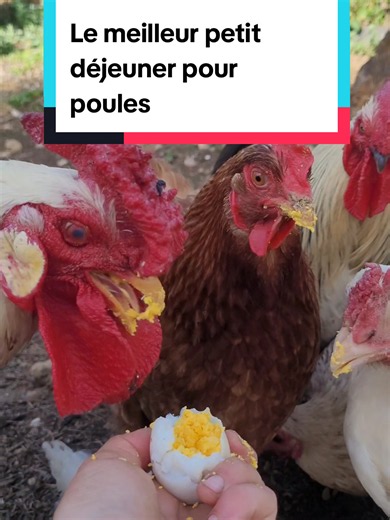 Comment faire plaisir à tes poules dès le matin #poule #poules #poulailler #coq #oeuf