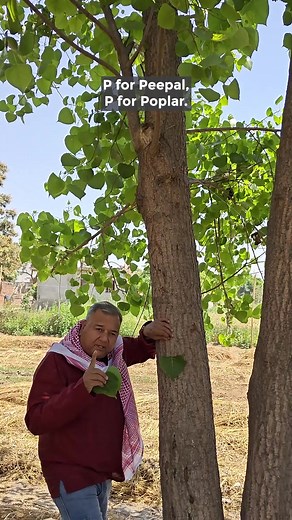 48K views · 1.6K reactions | Poplar: Timber gold and agroforestry gem, enhancing farms with its dual benefits. #peepalbaba #poplar #peepal #peepaltree #agroforestry #timber #evergreenplant #givemetreestrust #peepalbabasays #farming #afforestation #peepalbabafoundation | Peepal Baba | Facebook