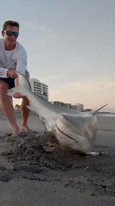 Shark for dinner! #shark #fishing #catchandcook | Landshark Outdoors