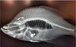 How a Metal Detector Disproved a Massive "State Record" Crappie