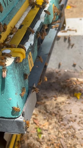 Week ending 8/02/26 Varroa Well it's been a week.... illness, Ute fire, colony poisoning.... the life of a beekeeper hey So it's a small sample this week sorry... Around the grounds.. new - Mount Crosby 5 hives - 1mite found Existing - Chewar - 9 hives avg 3-10mites per colony. - Beaudesert 30 hives avg 3-6mites - woodhill 1 hive - 1 mite - pine mountain 1 hives finished treatment with bayvarol nil mites detected was 5mites last wash. - Armstrong creek 2 hives - 2 mites - Daybro 1 hive - 21 mite