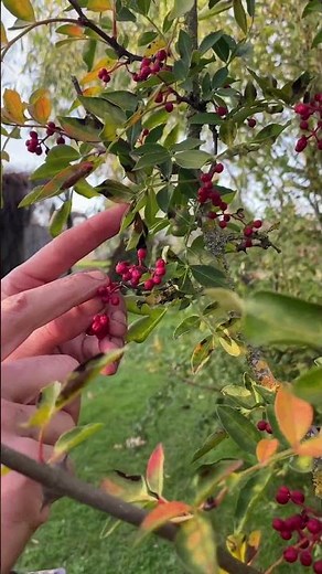 Récolte de poivre du Sichuan à Chédigny avec ‪@XavierMathiasOfficiel‬