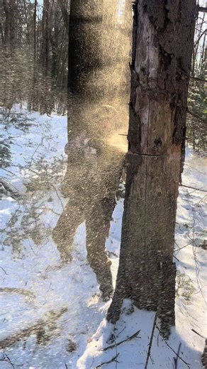 #USA #Canada #FYPシ #Timber #viralvideosofficial