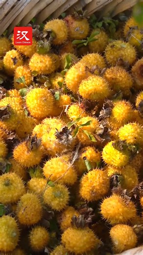 3K views · 37 reactions | Locals in China's Dejiang are celebrating the Rosa roxburghii (刺梨 cìlí) harvest! These spiky fruits, commonly known as chestnut roses, are loaded with vitamin C and tons of good nutrients. Best of all, growing them is helping boost Dejiang's rural revival big time. #脉动中国 | Learn Chinese | Facebook