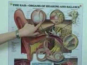 Video Otoscope Demonstration- Looking into the ear -