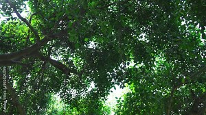 Wind gently blowing green leaves and aerial root of banyan tree