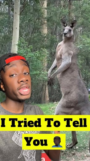 Mamadou on Instagram: "What do y’all know about Kangaroo Jack? 🦘"