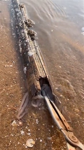 339K views · 950 reactions | Cute sea creatures that you may not have seen anywhere before | blog amour de cuisine | Facebook