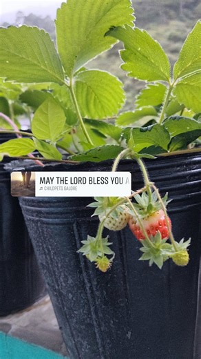 This is the day that the Lord has made;we will rejoice and be glad in it. Psalms 118:24 May the Lord bless you and keep you always, happy birthday! | Daisy ChalYa