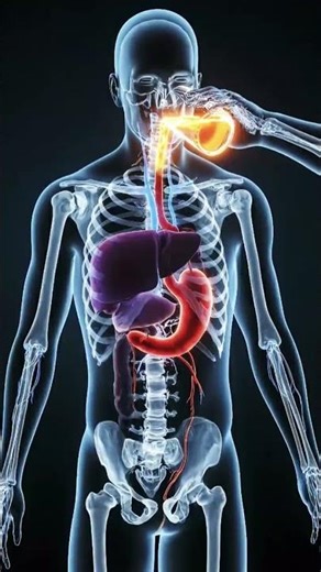 What Alcohol Does Inside Your Body? #alcoholeffects #doctoradvice