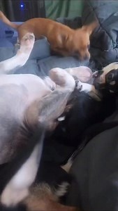 272 reactions · 6 comments | Baby Milton playing with his siblings ❤️ #dog #doglover #pets #chihuahua #chihuahualove | miltonnkez | Facebook