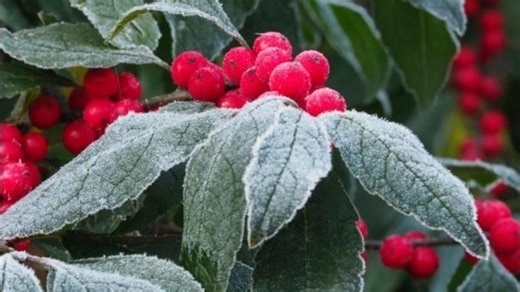 Over the Garden Gate: Winterberry enlivens a dull winter landscape