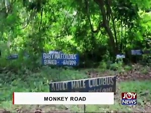 8.8K views · 80 reactions | #NhyiraUpdates The Bono East Region is home to several tourist sites, such as the Kintampo Waterfalls, Buabeng Fiema monkey sanctuary, Buoyem bats colony among others. The roads that lead to most of these sites are in very poor state, thus hindering access these areas. JoyNews' Anass Sabit visited the sanctuary and has more in the following report. | Nhyira 104.5 FM | Facebook