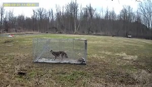 150K views · 1.3K reactions | MoMo, brown chihuahua pomeranian mix...