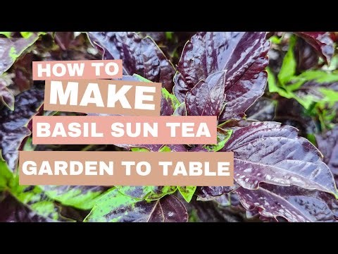 Create Delicious Basil Sun Tea With This Garden-to-table Recipe