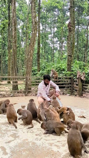 Watch the complete video of how beautifully the monkeys are eating🐒🍌 #monkey #foryou