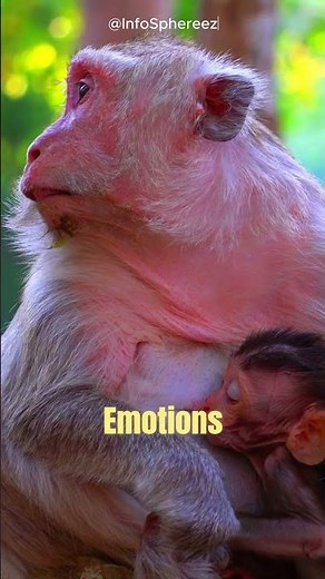 Can Animals Cry… from Real Emotion 😢🐶